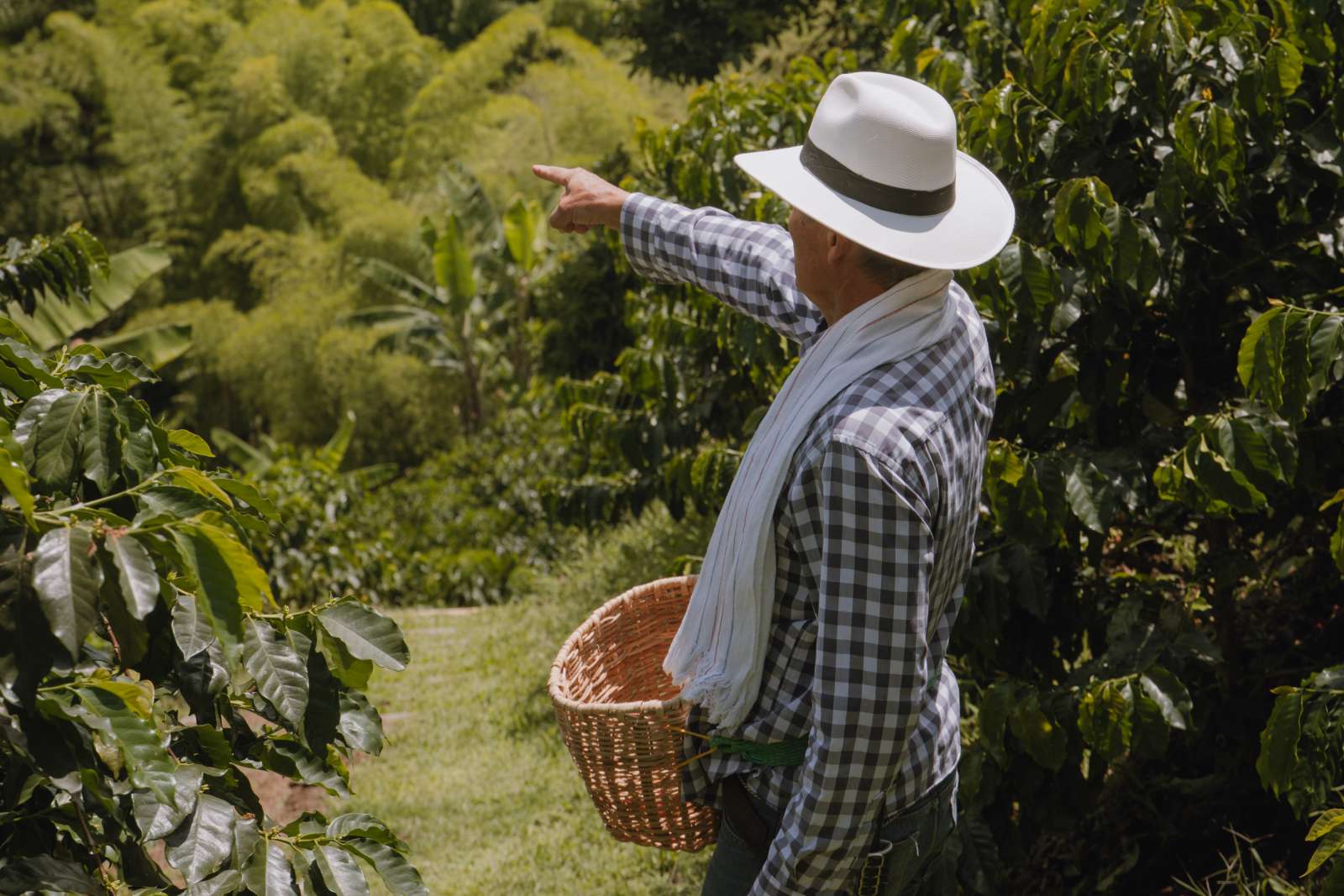 Agricultor cafetero señalando plantas de café en finca de Manizales, Café Montelargo