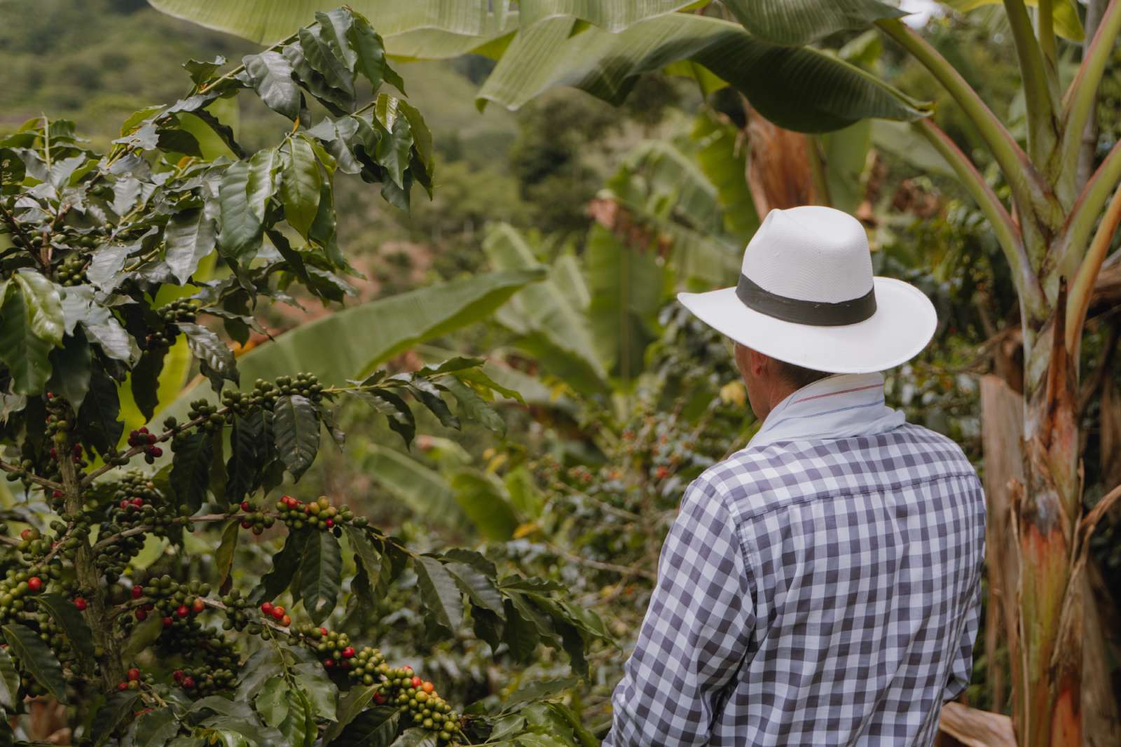 Caficultor recorriendo finca de café especial en Manizales, Caldas, Café Montelargo