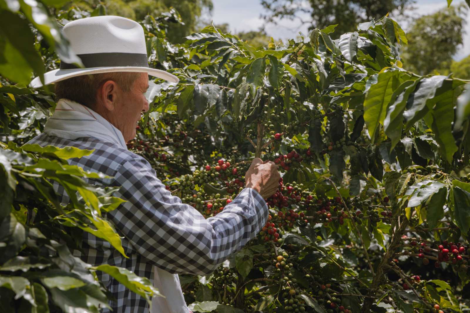 Caficultor inspeccionando plantas de café Geisha en finca de Manizales, Caldas