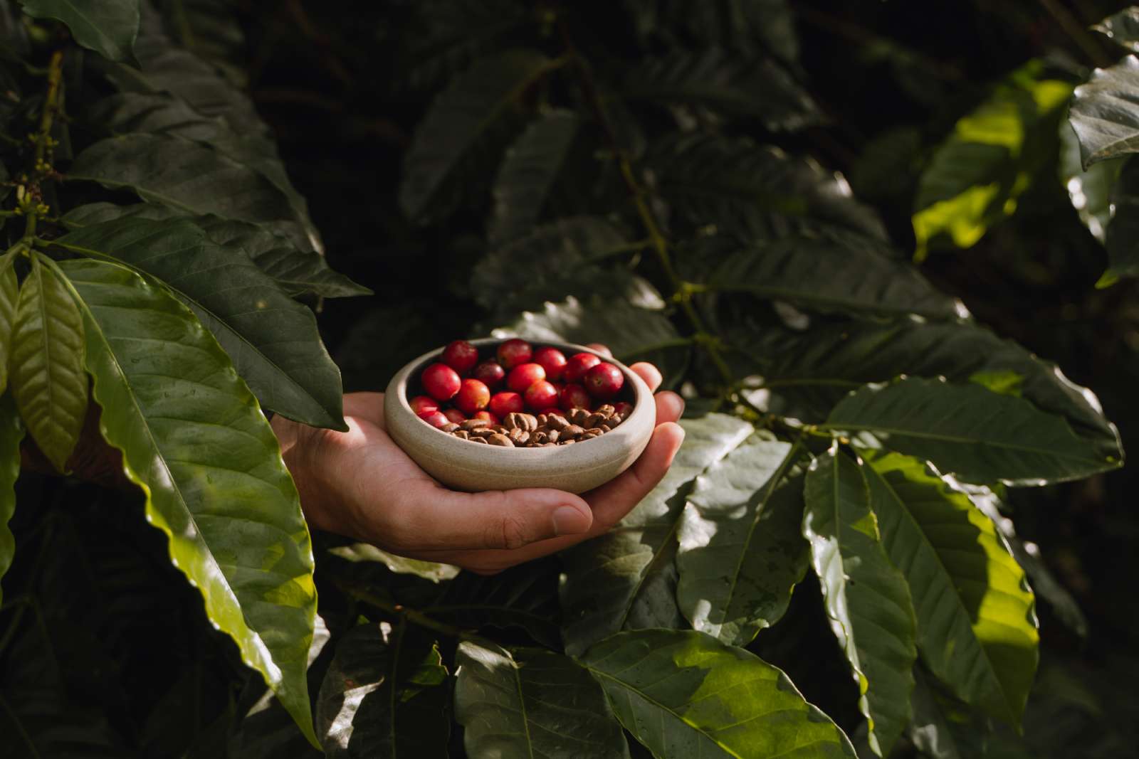 Manos sosteniendo tazón de cerezas de café maduras, cosecha manual variedad Geisha Manizales