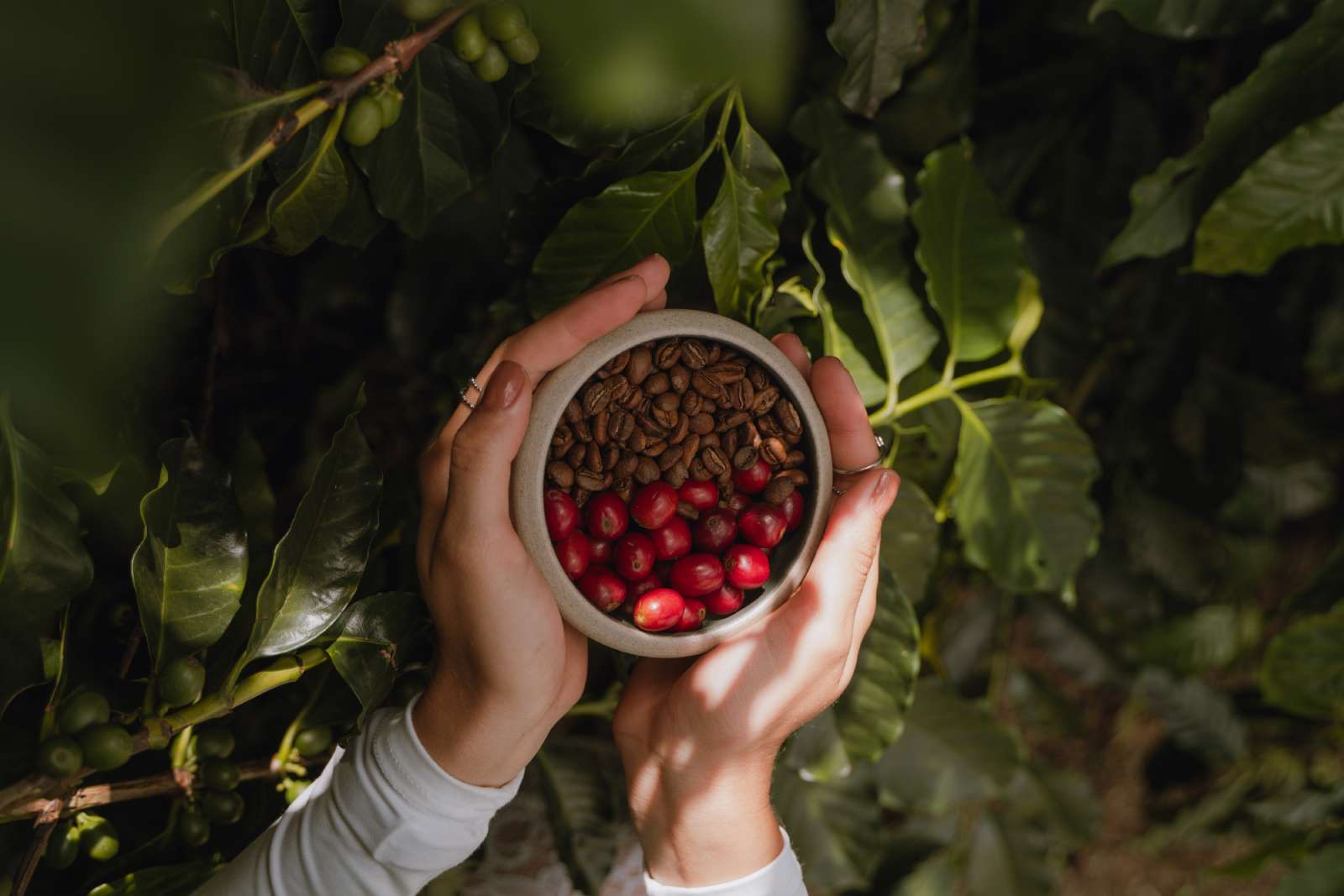 Manos sosteniendo tazón con granos tostados y cerezas frescas de café Geisha, Café Montelargo