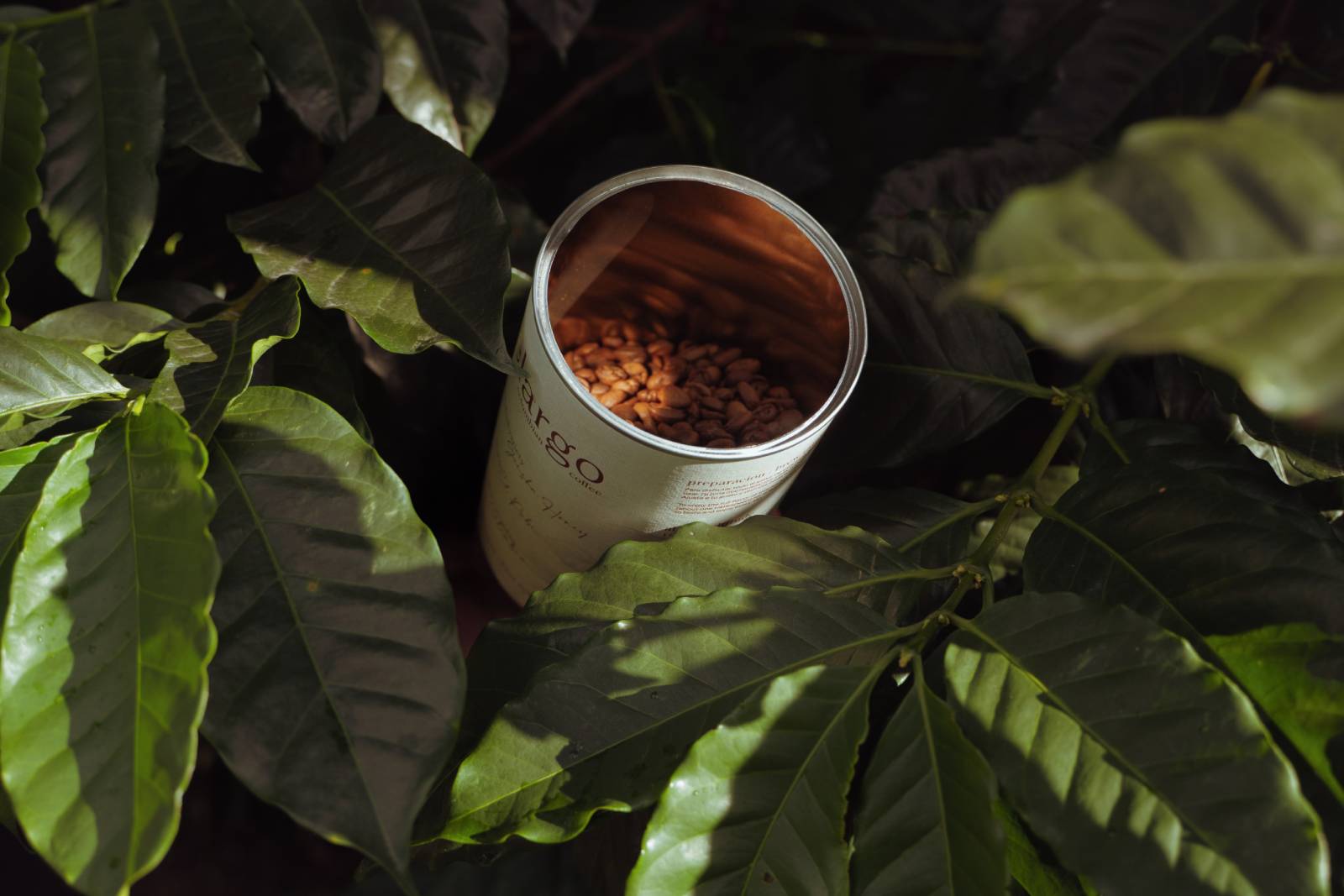 Lata de café especial Montelargo Geisha Honey entre plantas de café colombiano