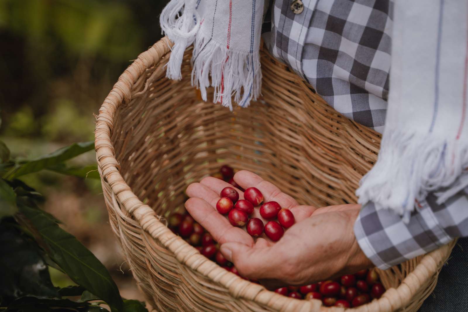 Manos sosteniendo cerezas de café recién recolectadas en canasto, cosecha manual finca Manizales